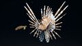 Turtle by Hurt, Lionfish by xrayessay & _chiekn_
