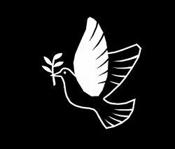 A white pidgeon (Peace Pidgeon)